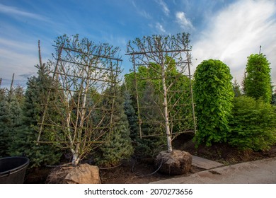 Birch trees  which the branches of the tree are "brought out-bent" into one plane  in  typical  plant nursery  in Moscow Oblast  next to Moscowю A tree with a clod of earth wrapped in a tarp