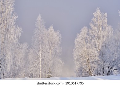 Birch Trees In White Snow In The Foreground On A Cold Winter Day. Siberia