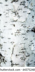 Birch trunk