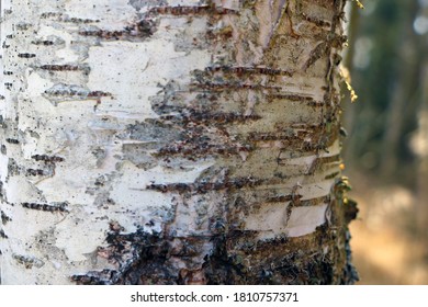 152,632 Birch Trunks Images, Stock Photos & Vectors | Shutterstock