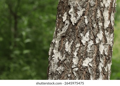 Birch trunk close-up. Birch bark. Tree. Natural summer plant background. Park. Tree trunk fragment. Nature in summer