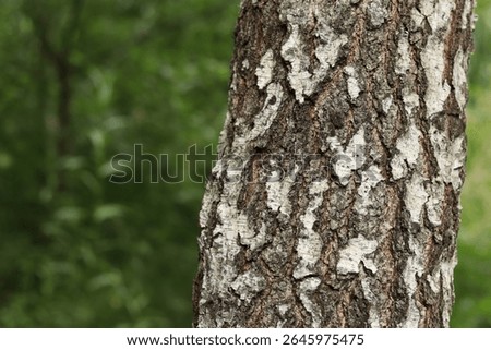 Birch trunk close-up. Birch bark. Tree. Natural summer plant background. Park. Tree trunk fragment. Nature in summer