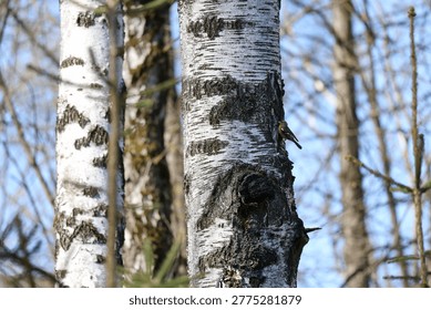 Birch trunk with small chaffinch exploring bark surface in woodland setting, Fringilla coelebs