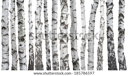 Birch trunks isolated on white background