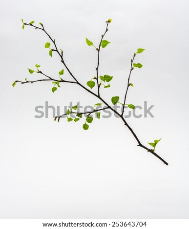 Similar – Buds sprout from the branch