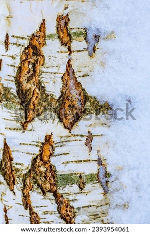 Birch in winter with snow on one side. Beautiful autumn birch branch in a barren forest. A barren birch in a cold forest with leafless branches and trunk.