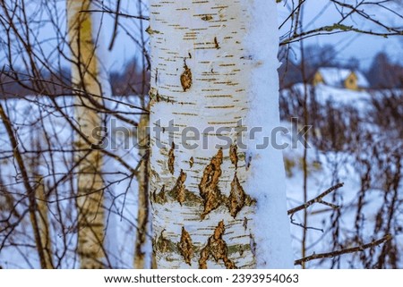 Birch in winter with snow on one side. Beautiful autumn birch branch in a barren forest. A barren birch in a cold forest with leafless branches and trunk.