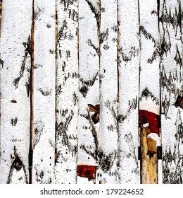 Birch Wood Fence Texture