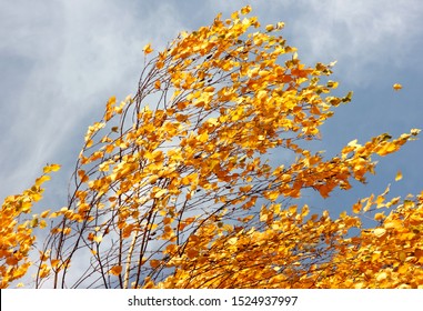 Birch With Yellowed Autumn Leaves In A Strong Wind