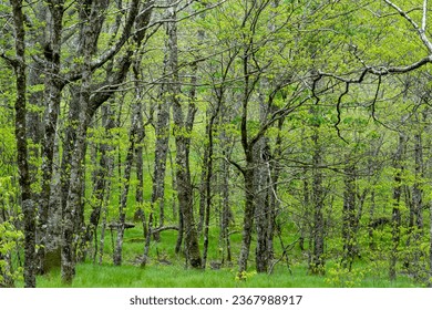A birch-beech forest in the Emerald Outback on Beech Mountain in North Carolina. The bright green foliage of spring and the lush green grass understory contrast with the silvery-gray bark of trees.