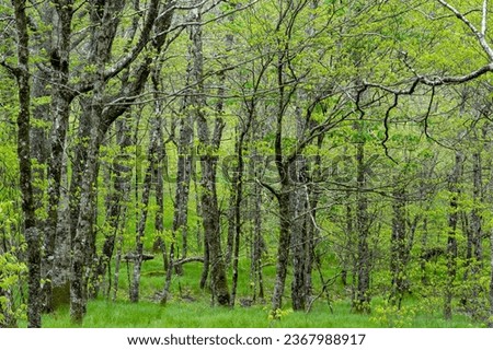 A birch-beech forest in the Emerald Outback on Beech Mountain in North Carolina. The bright green foliage of spring and the lush green grass understory contrast with the silvery-gray bark of trees.