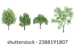 Birch,Cottonwood,Elm Trees isolated on white background, tropical trees isolated used for architecture