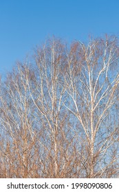 Birches and maples in early spring against the backdrop of blue skies. Premonition of spring in nature. Selective focus. - Shutterstock ID 1998090806