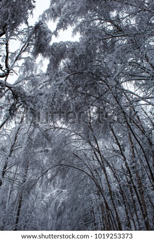 Silence in the winter forest