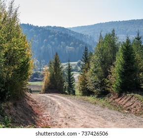 Birches and spruce in the mountains. - Shutterstock ID 737426506