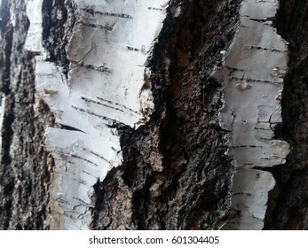 birch-tree texture