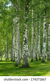 Birchwood Forest In A Summer Day