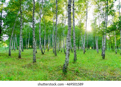 Birchwood In The Summer. Beautiful Green Forest Landscape Front Light..