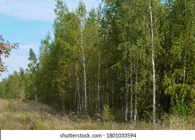 Birchwood In A Sunny Summer Day . Natural Background.