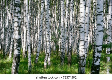 Birchwood In A Sunny Summer Day. Natural Background