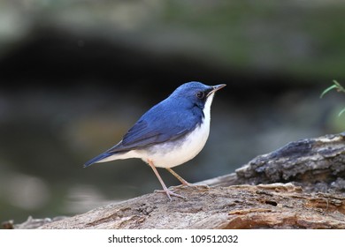 bird