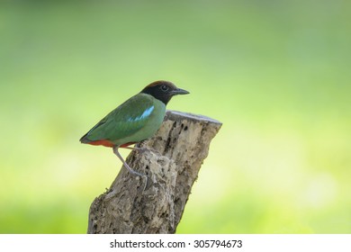 bird