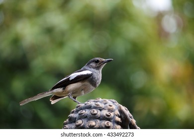 A bird