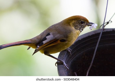 bird