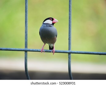 bird