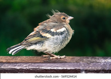 bird