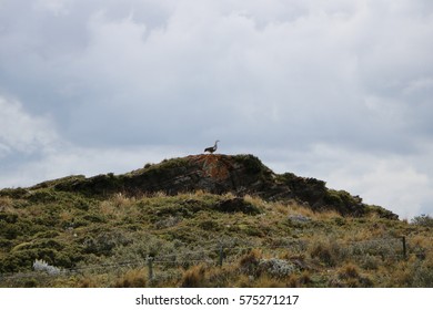 bird