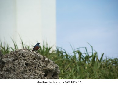 bird