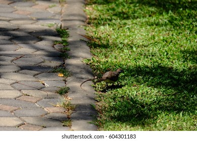 bird