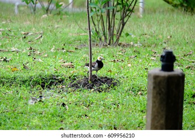 bird