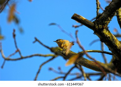 Bird
