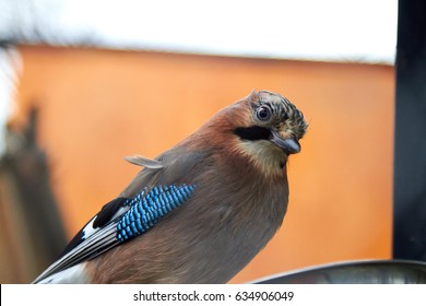 bird
