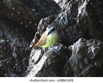 bird