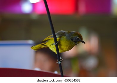 Bird