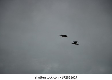 bird