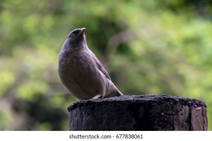 bird