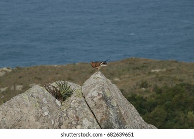bird