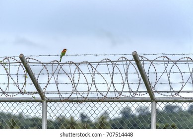 bird