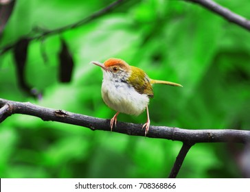 Bird.