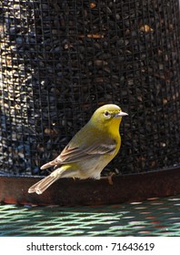 Bird