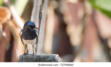bird