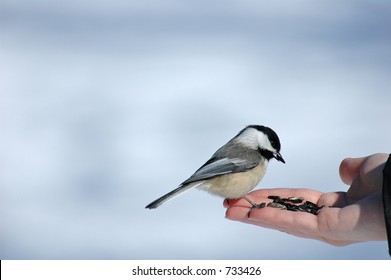 19,439 Birds eat hand Images, Stock Photos & Vectors | Shutterstock