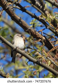 Bird.