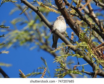 Bird.