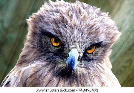 Similar – Foto Bild Blick Vogel Bussard