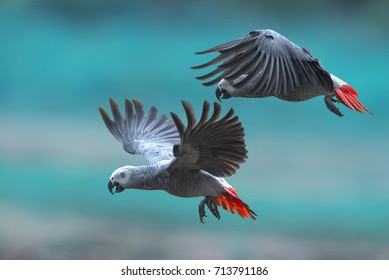 African Grey Parrot Images, Stock Photos & Vectors |